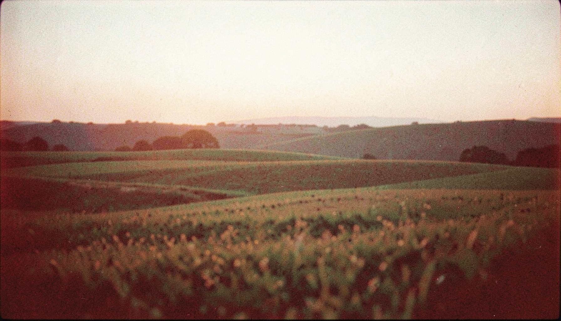 A warm grainy analog film photograph of a quiet rural landscape at golden hour, with rolling fields in muted greens and amber light